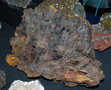 VII Feria de Minerales de Oliva.  