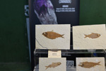 III Feria internacional de Minerales, Fósiles y gemas. Utrillas. 