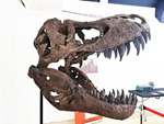 XXII Minervigo 2025 