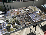 XI Mesa de Intercambio de MInerales de Alicante