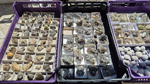 XIII Mesa de Intercambio de Minerales y Fósiles de Alicante