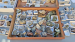 XIII Mesa de Intercambio de Minerales y Fósiles de Alicante