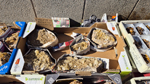 XIII Mesa de Intercambio de Minerales y Fósiles de Alicante